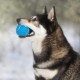Best Pet Supplies Chicken Crinkle Plush Dog Toys for Interactive Play, Puppy and Senior Game, Colorful Chicken Toy, Cute and Cuddly Crinkle Chicken (Blue) Best Pet Supplies Chicken Crinkle Plush Dog Toys for Interactive Play, Puppy and Senior Game, Colorful Chicken Toy, Cute and Cuddly Crinkle Chicken (Blue)