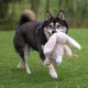 Best Pet Supplies Chicken Crinkle Plush Dog Toys for Interactive Play, Puppy and Senior Game, Colorful Chicken Toy, Cute and Cuddly Crinkle Chicken (Blue) Best Pet Supplies Chicken Crinkle Plush Dog Toys for Interactive Play, Puppy and Senior Game, Colorful Chicken Toy, Cute and Cuddly Crinkle Chicken (Blue)