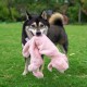 Best Pet Supplies Chicken Crinkle Plush Dog Toys for Interactive Play, Puppy and Senior Game, Colorful Chicken Toy, Cute and Cuddly Crinkle Chicken (Blue) Best Pet Supplies Chicken Crinkle Plush Dog Toys for Interactive Play, Puppy and Senior Game, Colorful Chicken Toy, Cute and Cuddly Crinkle Chicken (Blue)