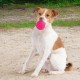 Best Pet Supplies Chicken Crinkle Plush Dog Toys for Interactive Play, Puppy and Senior Game, Colorful Chicken Toy, Cute and Cuddly Crinkle Chicken (Blue) Best Pet Supplies Chicken Crinkle Plush Dog Toys for Interactive Play, Puppy and Senior Game, Colorful Chicken Toy, Cute and Cuddly Crinkle Chicken (Blue)