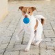 Best Pet Supplies Chicken Crinkle Plush Dog Toys for Interactive Play, Puppy and Senior Game, Colorful Chicken Toy, Cute and Cuddly Crinkle Chicken (Blue) Best Pet Supplies Chicken Crinkle Plush Dog Toys for Interactive Play, Puppy and Senior Game, Colorful Chicken Toy, Cute and Cuddly Crinkle Chicken (Blue)
