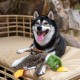 Best Pet Supplies Chicken Crinkle Plush Dog Toys for Interactive Play, Puppy and Senior Game, Colorful Chicken Toy, Cute and Cuddly Crinkle Chicken (Blue) Best Pet Supplies Chicken Crinkle Plush Dog Toys for Interactive Play, Puppy and Senior Game, Colorful Chicken Toy, Cute and Cuddly Crinkle Chicken (Blue)