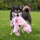 Best Pet Supplies Chicken Crinkle Plush Dog Toys for Interactive Play, Puppy and Senior Game, Colorful Chicken Toy, Cute and Cuddly Crinkle Chicken (Blue) Best Pet Supplies Chicken Crinkle Plush Dog Toys for Interactive Play, Puppy and Senior Game, Colorful Chicken Toy, Cute and Cuddly Crinkle Chicken (Blue)