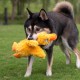 Best Pet Supplies Chicken Crinkle Plush Dog Toys for Interactive Play, Puppy and Senior Game, Colorful Chicken Toy, Cute and Cuddly Crinkle Chicken (Blue) Best Pet Supplies Chicken Crinkle Plush Dog Toys for Interactive Play, Puppy and Senior Game, Colorful Chicken Toy, Cute and Cuddly Crinkle Chicken (Blue)