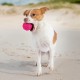 Best Pet Supplies Chicken Crinkle Plush Dog Toys for Interactive Play, Puppy and Senior Game, Colorful Chicken Toy, Cute and Cuddly Crinkle Chicken (Blue) Best Pet Supplies Chicken Crinkle Plush Dog Toys for Interactive Play, Puppy and Senior Game, Colorful Chicken Toy, Cute and Cuddly Crinkle Chicken (Blue)