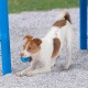 Best Pet Supplies Chicken Crinkle Plush Dog Toys for Interactive Play, Puppy and Senior Game, Colorful Chicken Toy, Cute and Cuddly Crinkle Chicken (Blue) Best Pet Supplies Chicken Crinkle Plush Dog Toys for Interactive Play, Puppy and Senior Game, Colorful Chicken Toy, Cute and Cuddly Crinkle Chicken (Blue)