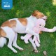 Best Pet Supplies OctoMutant Crinkle Plush Dog Toy for Interactive Play for Puppies and Seniors, Colourful Octopus Toy Shape, Soft Head Stuffing, Cute and Cuddly, Turquoise Best Pet Supplies OctoMutant Crinkle Plush Dog Toy for Interactive Play for Puppies and Seniors, Colourful Octopus Toy Shape, Soft Head Stuffing, Cute and Cuddly, Turquoise