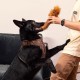 CERDÁ LIFE'S LITTLE MOMENTS - for Fan Pets | Star Wars Dog Toy Cuddly Toy - Official Star Wars Licence, Stormtrooper CERDÁ LIFE'S LITTLE MOMENTS - for Fan Pets | Star Wars Dog Toy Cuddly Toy - Official Star Wars Licence, Stormtrooper