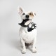 CERDÁ LIFE'S LITTLE MOMENTS - for Fan Pets Batman Dog Toy - Official DC Comics Licence Multi-Coloured CERDÁ LIFE'S LITTLE MOMENTS - for Fan Pets Batman Dog Toy - Official DC Comics Licence Multi-Coloured