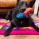 CERDÁ LIFE'S LITTLE MOMENTS - for Fan Pets Batman Dog Toy - Official DC Comics Licence Multi-Coloured CERDÁ LIFE'S LITTLE MOMENTS - for Fan Pets Batman Dog Toy - Official DC Comics Licence Multi-Coloured