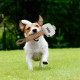 CERDÁ LIFE'S LITTLE MOMENTS - for Fan Pets Spiderman Dog Toy, Cuddly Toy for Dogs with Rope - Official Marvel Licence, 1 Piece (Pack of 1) CERDÁ LIFE'S LITTLE MOMENTS - for Fan Pets Spiderman Dog Toy, Cuddly Toy for Dogs with Rope - Official Marvel Licence, 1 Piece (Pack of 1)