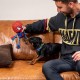 CERDÁ LIFE'S LITTLE MOMENTS - for Fan Pets Spiderman Dog Toy, Cuddly Toy for Dogs with Rope - Official Marvel Licence, 1 Piece (Pack of 1) CERDÁ LIFE'S LITTLE MOMENTS - for Fan Pets Spiderman Dog Toy, Cuddly Toy for Dogs with Rope - Official Marvel Licence, 1 Piece (Pack of 1)