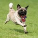 CERDÁ LIFE'S LITTLE MOMENTS - for Fan Pets Spiderman Dog Toy, Cuddly Toy for Dogs with Rope - Official Marvel Licence, 1 Piece (Pack of 1) CERDÁ LIFE'S LITTLE MOMENTS - for Fan Pets Spiderman Dog Toy, Cuddly Toy for Dogs with Rope - Official Marvel Licence, 1 Piece (Pack of 1)