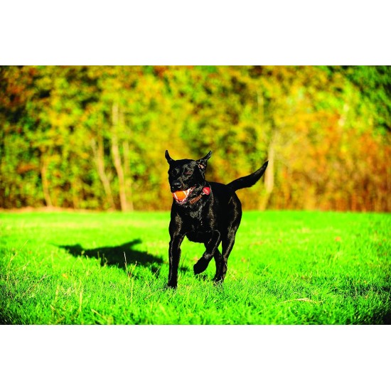 Chuckit 7404 Tennis Ball Medium - 4 Pieces Chuckit 7404 Tennis Ball Medium - 4 Pieces