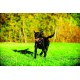 Chuckit 7404 Tennis Ball Medium - 4 Pieces Chuckit 7404 Tennis Ball Medium - 4 Pieces