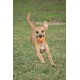 Chuckit 7404 Tennis Ball Medium - 4 Pieces Chuckit 7404 Tennis Ball Medium - 4 Pieces