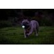 Chuckit! Air Glow Ball - Phosphorescent Toy for Dogs - Recovery Ball for - Makes Air Circulation Easier for Dogs - Medium Size - Diameter 6.5cm - Pack of 2 Balls Chuckit! Air Glow Ball - Phosphorescent Toy for Dogs - Recovery Ball for - Makes Air Circulation Easier for Dogs - Medium Size - Diameter 6.5cm - Pack of 2 Balls
