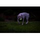 Chuckit! Air Glow Ball - Phosphorescent Toy for Dogs - Recovery Ball for - Makes Air Circulation Easier for Dogs - Medium Size - Diameter 6.5cm - Pack of 2 Balls Chuckit! Air Glow Ball - Phosphorescent Toy for Dogs - Recovery Ball for - Makes Air Circulation Easier for Dogs - Medium Size - Diameter 6.5cm - Pack of 2 Balls