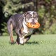 Chuckit! Breathe Right Fetch Wheel Chuckit! Breathe Right Fetch Wheel