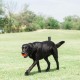 Chuckit! CH084401 Tennis Ball Extra Large Pack of 2 Chuckit! CH084401 Tennis Ball Extra Large Pack of 2