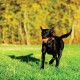Chuckit! CH084401 Tennis Ball Extra Large Pack of 2 Chuckit! CH084401 Tennis Ball Extra Large Pack of 2