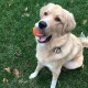 Chuckit! CH084401 Tennis Ball Extra Large Pack of 2 Chuckit! CH084401 Tennis Ball Extra Large Pack of 2