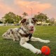 Chuckit! CH084401 Tennis Ball Extra Large Pack of 2 Chuckit! CH084401 Tennis Ball Extra Large Pack of 2