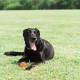 Chuckit! CH084401 Tennis Ball Extra Large Pack of 2 Chuckit! CH084401 Tennis Ball Extra Large Pack of 2