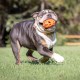 Chuckit! Cu32217 Breathe Right Football, Small Rugby Ball For Dogs Chuckit! Cu32217 Breathe Right Football, Small Rugby Ball For Dogs