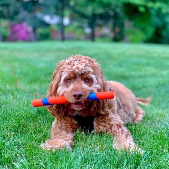 Chuckit! Fetch Pack - Chuck It Dog Ball Launcher 18 m, Tennis Ball, Ultra Rubber Ball and Ultra Fetch Stick Dog Gifts, Dog Toys Indestructible Dog Ball Thrower Launcher Chuckit! Fetch Pack - Chuck It Dog Ball Launcher 18 m, Tennis Ball, Ultra Rubber Ball and Ultra Fetch Stick Dog Gifts, Dog Toys Indestructible Dog Ball Thrower Launcher