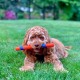 Chuckit! Fetch Pack - Chuck It Dog Ball Launcher 18 m, Tennis Ball, Ultra Rubber Ball and Ultra Fetch Stick Dog Gifts, Dog Toys Indestructible Dog Ball Thrower Launcher Chuckit! Fetch Pack - Chuck It Dog Ball Launcher 18 m, Tennis Ball, Ultra Rubber Ball and Ultra Fetch Stick Dog Gifts, Dog Toys Indestructible Dog Ball Thrower Launcher
