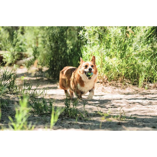 Chuckit! Limited Edition Dog Ball Eco Fetch Day Ball Ultra Ball Eco Friendly Toy for Dogs - Medium, 1 Pack Chuckit! Limited Edition Dog Ball Eco Fetch Day Ball Ultra Ball Eco Friendly Toy for Dogs - Medium, 1 Pack