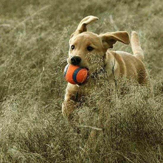 Chuckit! Ultra Ball Large Chuckit! Ultra Ball Large