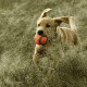 Chuckit! Ultra Ball Large Chuckit! Ultra Ball Large