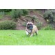 Chuckit! Ultra Squeaker Ball for Dogs Chuckit! Ultra Squeaker Ball for Dogs