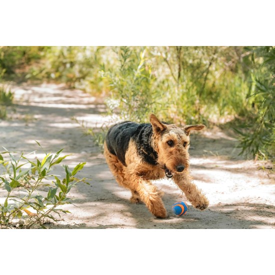 Chuckit! Ultra Squeaker Ball for Dogs Chuckit! Ultra Squeaker Ball for Dogs