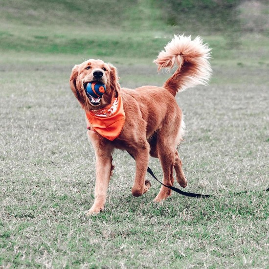 Chuckit! Ultra Squeaker Ball for Dogs Chuckit! Ultra Squeaker Ball for Dogs