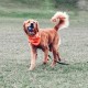 Chuckit! Ultra Squeaker Ball for Dogs Chuckit! Ultra Squeaker Ball for Dogs
