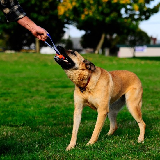 Chuckit Ultra Tug Dog Toy, Medium, 6 cm Chuckit Ultra Tug Dog Toy, Medium, 6 cm