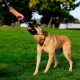 Chuckit Ultra Tug Dog Toy, Medium, 6 cm Chuckit Ultra Tug Dog Toy, Medium, 6 cm