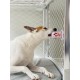 Diggs Groov Dog Training Toys, Puppy Training Aid, Crate Training Aid for Puppies, Attaches to Crate, Reduce Anxiety, Dog Treat Dispenser, Kennel Toy, Ice Cream Diggs Groov Dog Training Toys, Puppy Training Aid, Crate Training Aid for Puppies, Attaches to Crate, Reduce Anxiety, Dog Treat Dispenser, Kennel Toy, Ice Cream