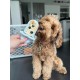 Diggs Groov Dog Training Toys, Puppy Training Aid, Crate Training Aid for Puppies, Attaches to Crate, Reduce Anxiety, Dog Treat Dispenser, Kennel Toy, Ice Cream Diggs Groov Dog Training Toys, Puppy Training Aid, Crate Training Aid for Puppies, Attaches to Crate, Reduce Anxiety, Dog Treat Dispenser, Kennel Toy, Ice Cream