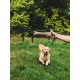 Dingo 10553-2 Jute Teething Sausage 2 Handles Reinforced Dog Training Game with Dog Fetch Training Handmade Length 60 cm Natural Colour Dingo 10553-2 Jute Teething Sausage 2 Handles Reinforced Dog Training Game with Dog Fetch Training Handmade Length 60 cm Natural Colour