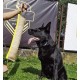 Dingo 10553-2 Jute Teething Sausage 2 Handles Reinforced Dog Training Game with Dog Fetch Training Handmade Length 60 cm Natural Colour Dingo 10553-2 Jute Teething Sausage 2 Handles Reinforced Dog Training Game with Dog Fetch Training Handmade Length 60 cm Natural Colour
