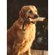 Dingo 10553-2 Jute Teething Sausage 2 Handles Reinforced Dog Training Game with Dog Fetch Training Handmade Length 60 cm Natural Colour Dingo 10553-2 Jute Teething Sausage 2 Handles Reinforced Dog Training Game with Dog Fetch Training Handmade Length 60 cm Natural Colour