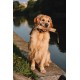 Dingo 10553-2 Jute Teething Sausage 2 Handles Reinforced Dog Training Game with Dog Fetch Training Handmade Length 60 cm Natural Colour Dingo 10553-2 Jute Teething Sausage 2 Handles Reinforced Dog Training Game with Dog Fetch Training Handmade Length 60 cm Natural Colour