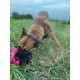 Dingo Gear Training Toy Nylcott French Material Training Game Apport IGP Obedience Fetch Game for Dog (Roller, Red) Dingo Gear Training Toy Nylcott French Material Training Game Apport IGP Obedience Fetch Game for Dog (Roller, Red)