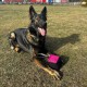 Dingo Gear Training Toy Nylcott French Material Training Game Apport IGP Obedience Fetch Game for Dog (Roller, Red) Dingo Gear Training Toy Nylcott French Material Training Game Apport IGP Obedience Fetch Game for Dog (Roller, Red)