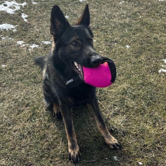 Dingo Gear Training Toy Nylcott French Material Training Game Apport IGP Obedience Fetch Game for Dog (Roller, Red) Dingo Gear Training Toy Nylcott French Material Training Game Apport IGP Obedience Fetch Game for Dog (Roller, Red)