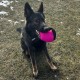 Dingo Gear Training Toy Nylcott French Material Training Game Apport IGP Obedience Fetch Game for Dog (Roller, Red) Dingo Gear Training Toy Nylcott French Material Training Game Apport IGP Obedience Fetch Game for Dog (Roller, Red)